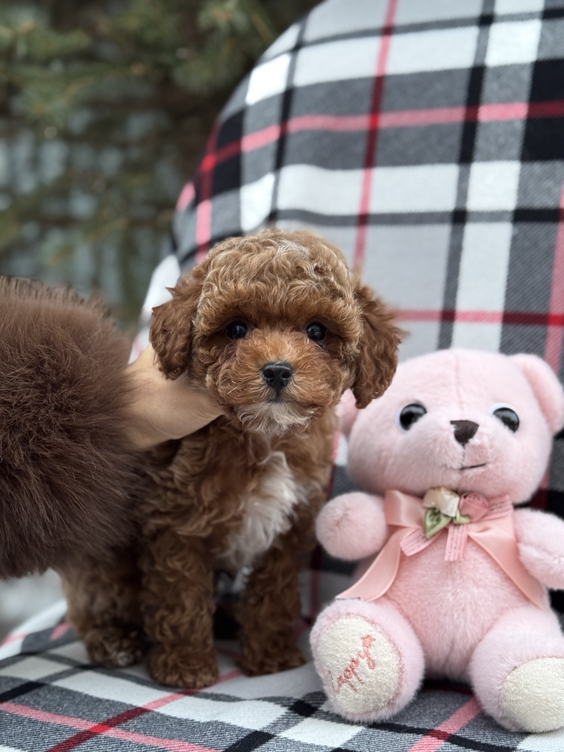 Bonnie adlı red dişi Poodle yavrusu