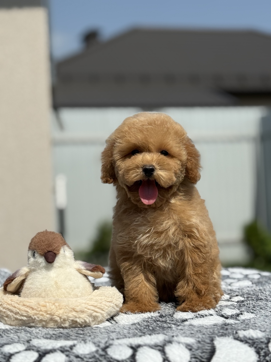 Toffy adlı red erkek Poodle yavrusu